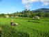 Le nord (est) de Bali: Tulamben et Amed