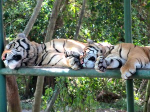 Tigres à Bali Safari and Marine Park