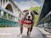 Dogbuddy – l’Airbnb pour faire garder son chien