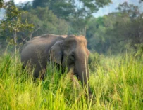 Safari éléphants à Uda Walawe: le parc national qu’il ne faut pas rater au Sri Lanka